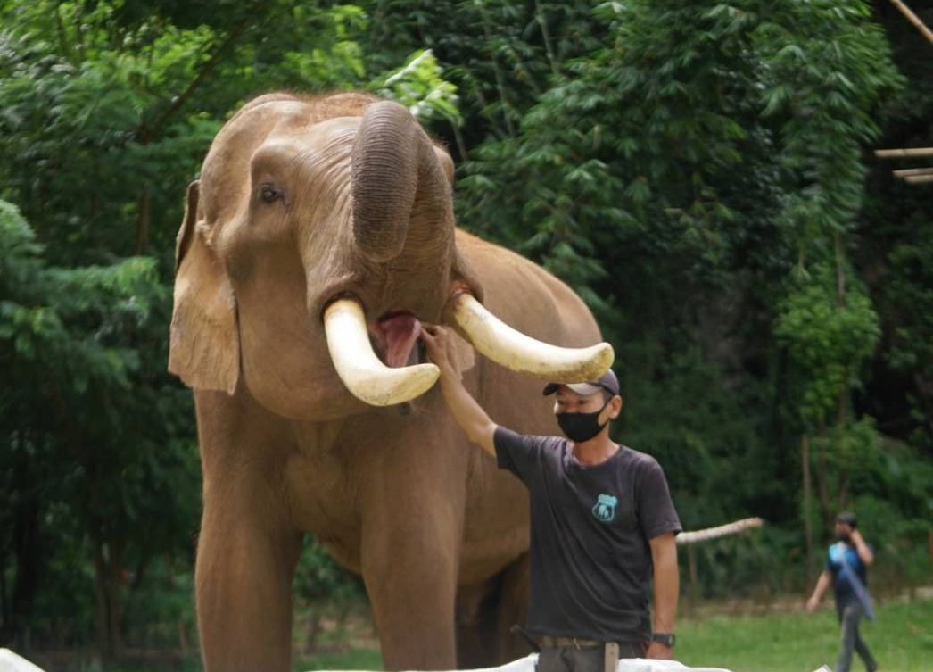 สมาคมสหพันธ์ช้างไทย No One Left Behind แสนสิริไม่ทอดทิ้งใคร