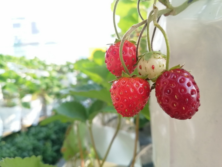 Strawberry-สตรอเบอร์รี่-sansiribackyard