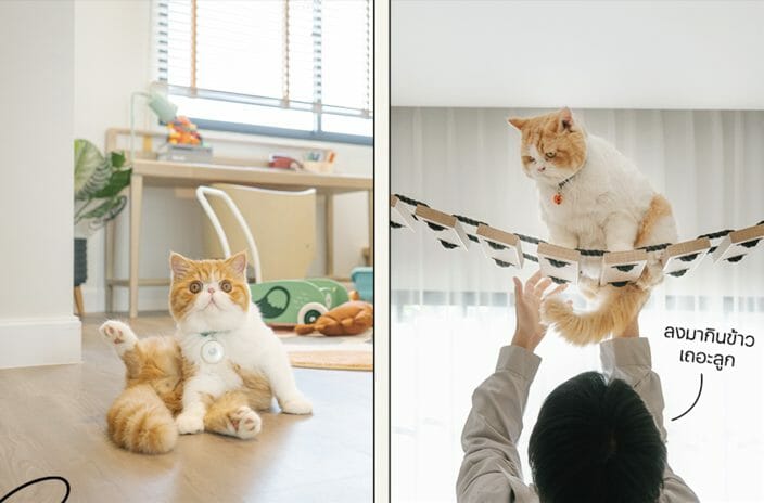 pet friendly-บ้านสำหรับสัตว์เลี้ยง-petfriendlysansiri