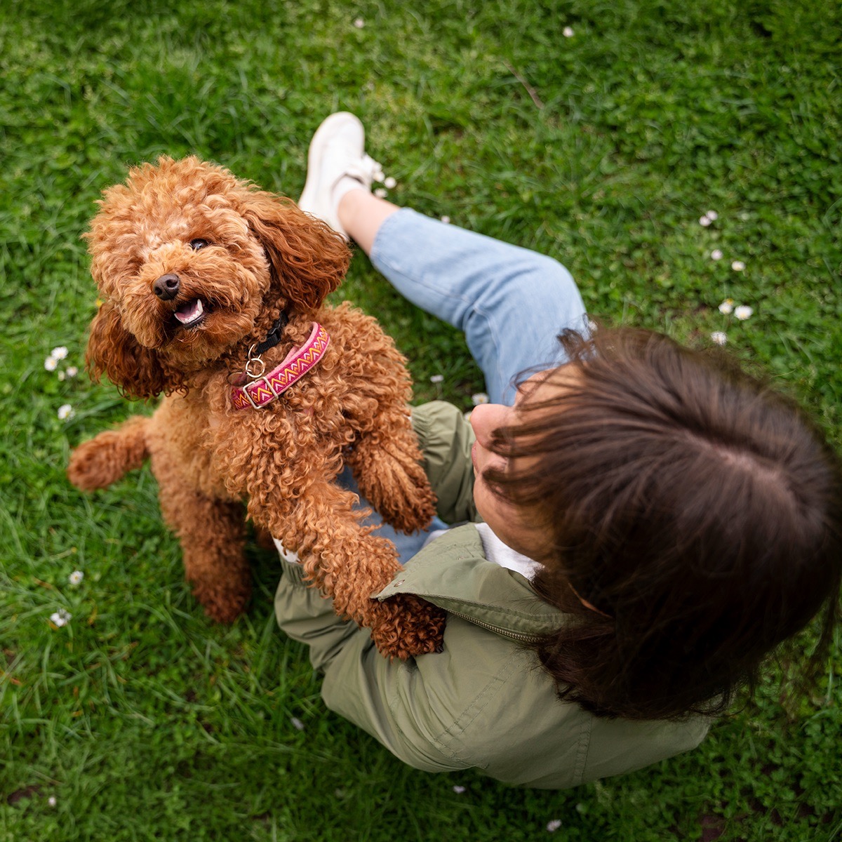 Pet Longevity